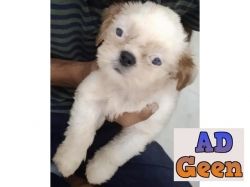 ShihTzhu ToyBreed female puppy for sale